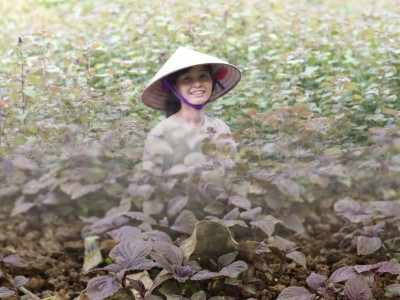 Vùng nguyên liệu Mộc Hương - Tinh hoa bản địa từ đất trời Việt Nam